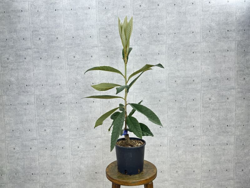 朝採り　樹齢百年枇杷の樹　自宅用 ビワ(枇杷) 茂木(もぎびわ)地掘大苗 - 果樹苗・大苗・苗木販売の