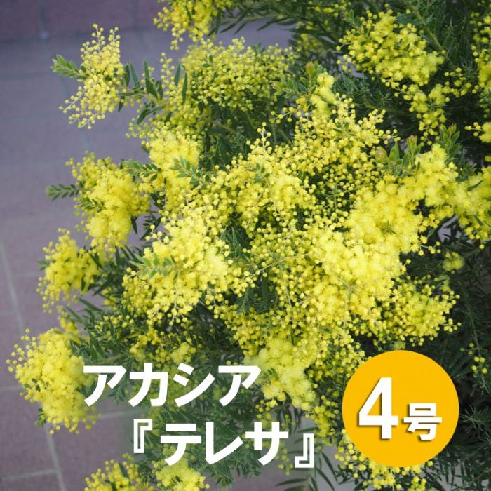 アカシア「テレサ」<br>4号硬質鉢