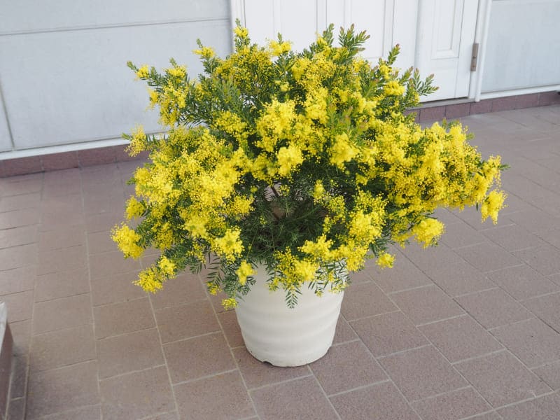 アカシア 「テレサ」 4号硬質鉢 花 苗 園芸 ガーデニング 通販 greenery