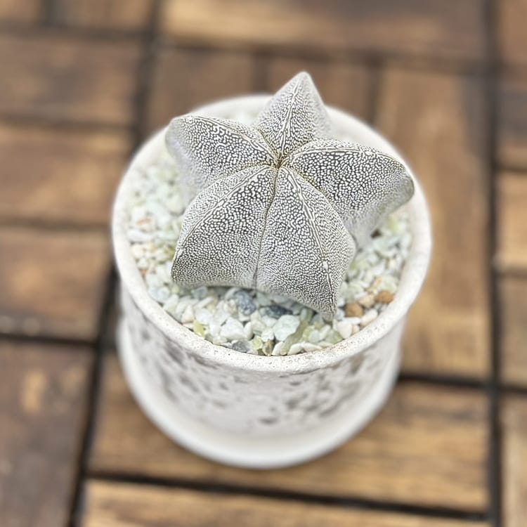 アストロフィツム<br>恩塚鸞鳳玉(おんづからんぽうぎょく)<br>10.5cm鉢植え/グレー