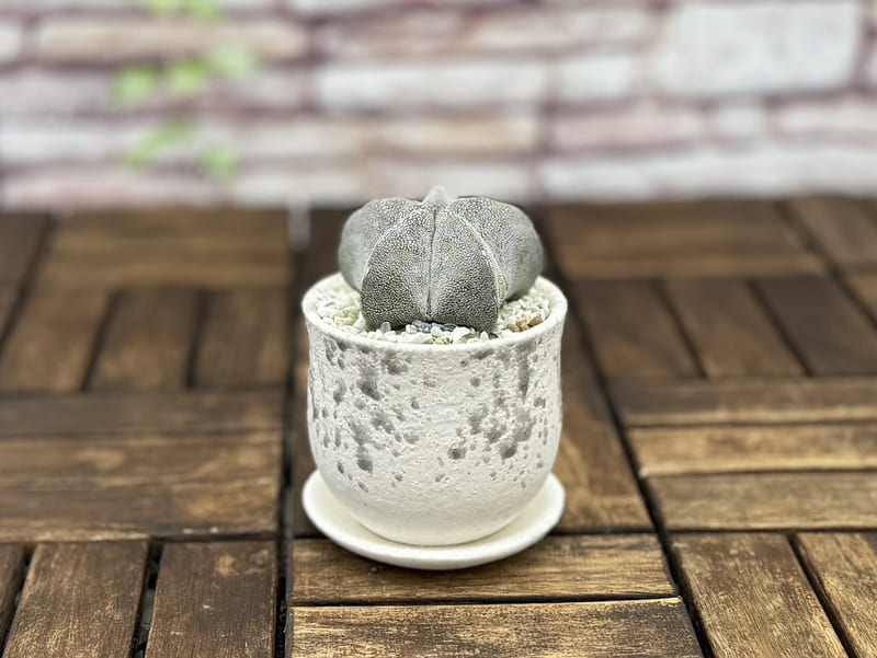 アストロフィツム 恩塚鸞鳳玉（おんづからんぽうぎょく） 10.5cm鉢植え