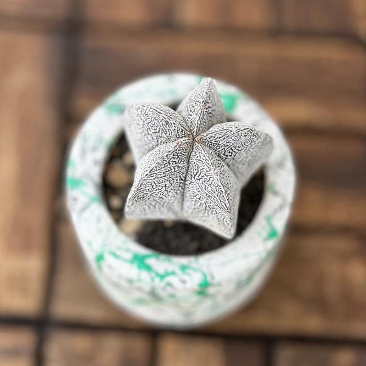 アストロフィツム<br>恩塚鸞鳳玉(おんづからんぽうぎょく)<br>9cm鉢植え/グリーン
