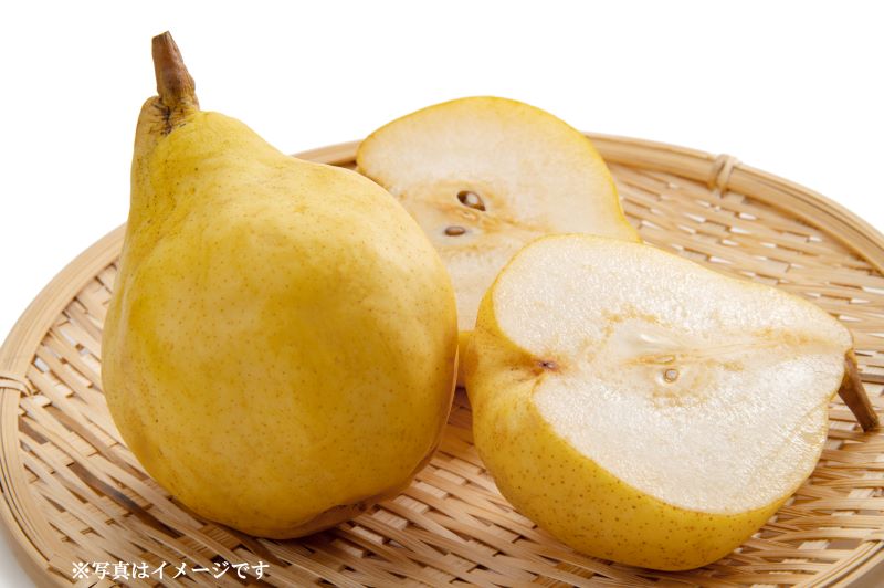 洋ナシ 「ル・レクチェ」 6号鉢 果樹 苗 園芸 ガーデニング 通販 greenery