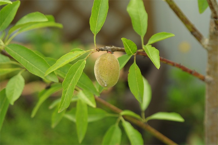 女王グアバの苗木です‼️Queenグアバ 女王グアバの苗木です‼️Queenグアバの苗木❗️ - メルカリ