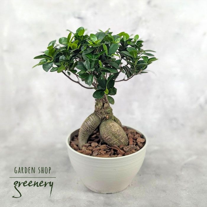 中国ガジュマル<br>8号鉢植え（白）