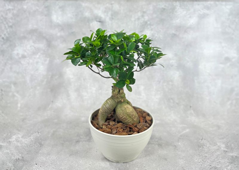 中国ガジュマル 8号鉢植え（白） 観葉植物 通販 greenery