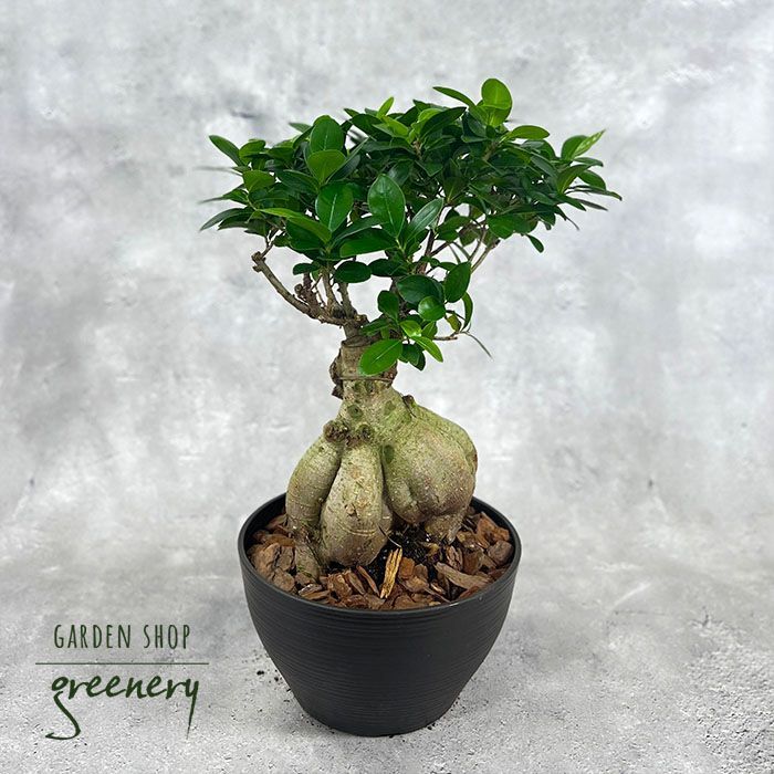 中国ガジュマル<br>8号鉢植え（黒）