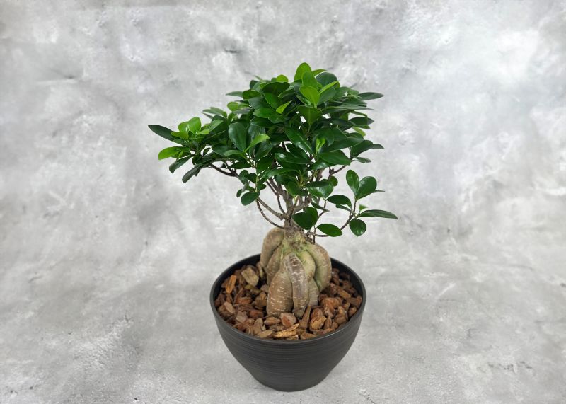 中国ガジュマル 8号鉢植え（黒） 観葉植物 通販 greenery