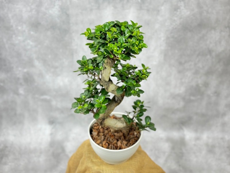 中国ガジュマル・ねじり 8号鉢植え（白） 観葉植物 通販 greenery