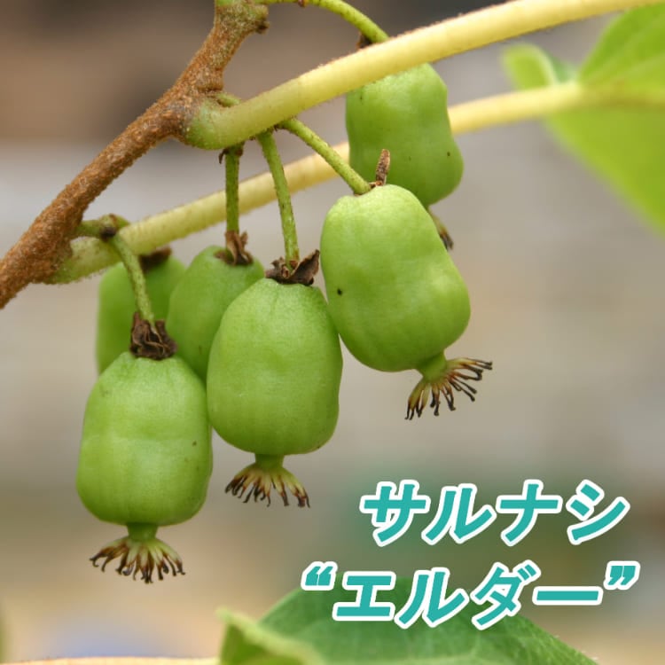 【1本で実がなる】<br>サルナシ(ベビーキウイ)<br>「エルダー」<br>4号ポット苗