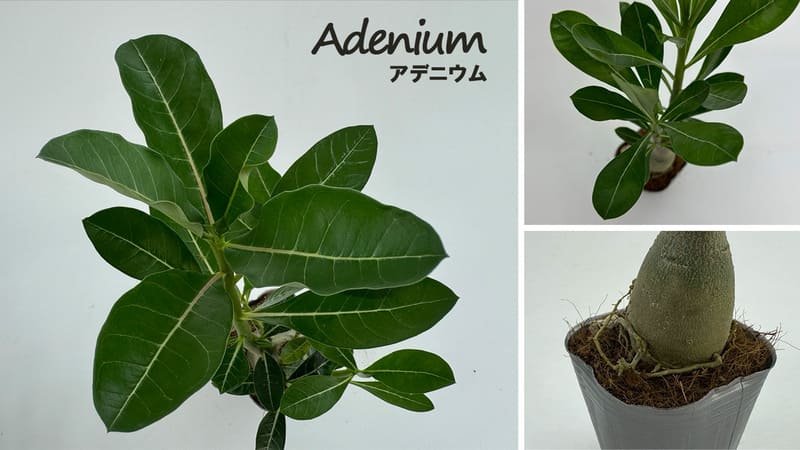 アデニウム 9cmポット 2個セット 観葉植物 greenery