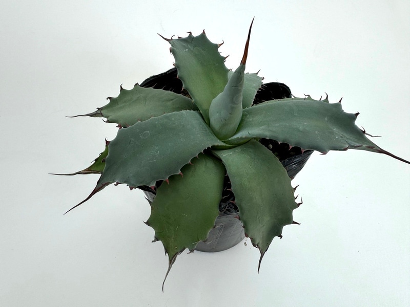 アガベ アプラナータ 孫悟空 5号ポット 観葉植物 greenery