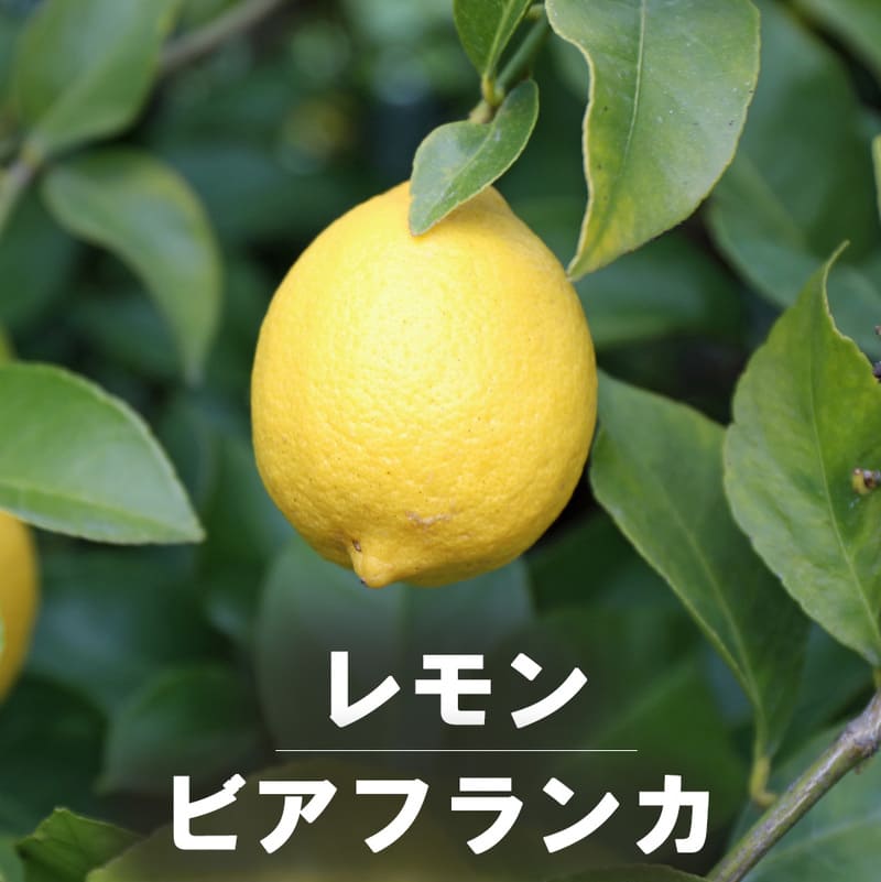 レモン <br>「ビアフランカ」 <br>4号ポット