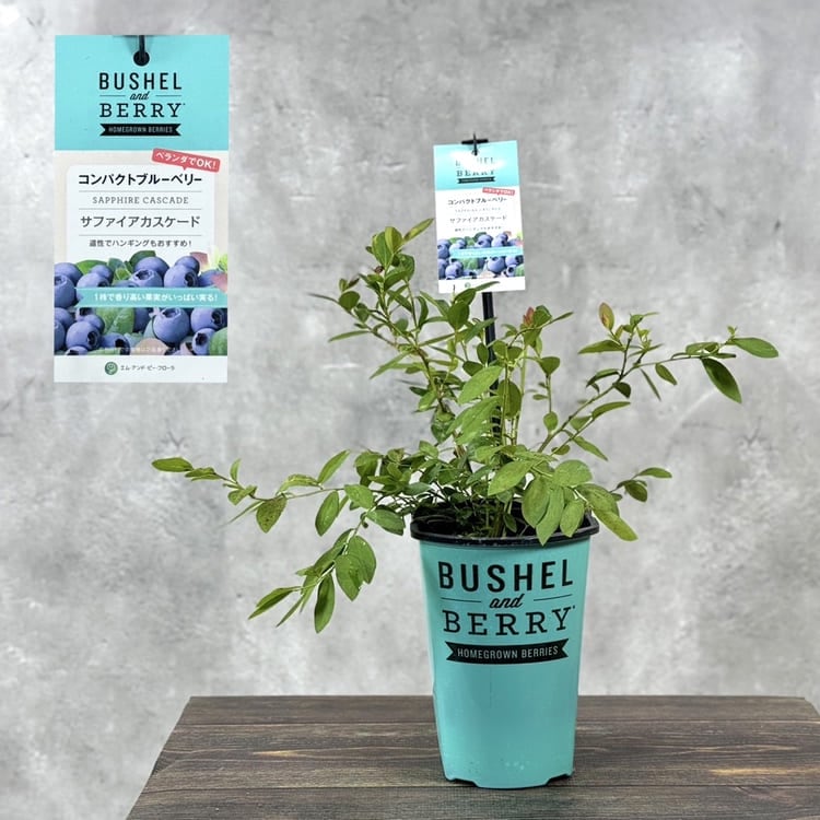 ブルーベリー<br>ブッシェル・アンド・ベリー<br>「サファイアカスケード」 <br>鉢：12cm×15cmの長方形
