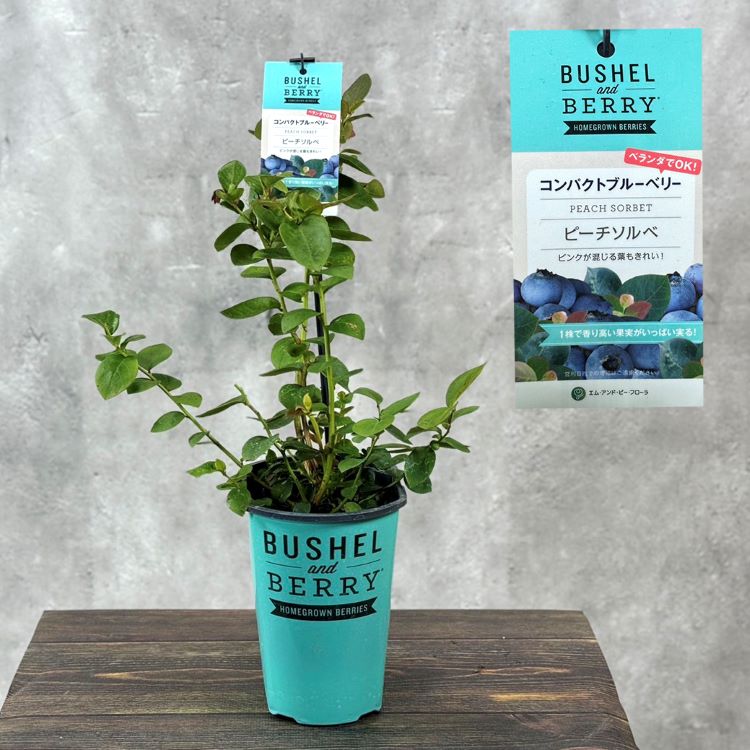 ブルーベリー ブッシェル・アンド・ベリー 「ピーチソルベ」 果樹 苗