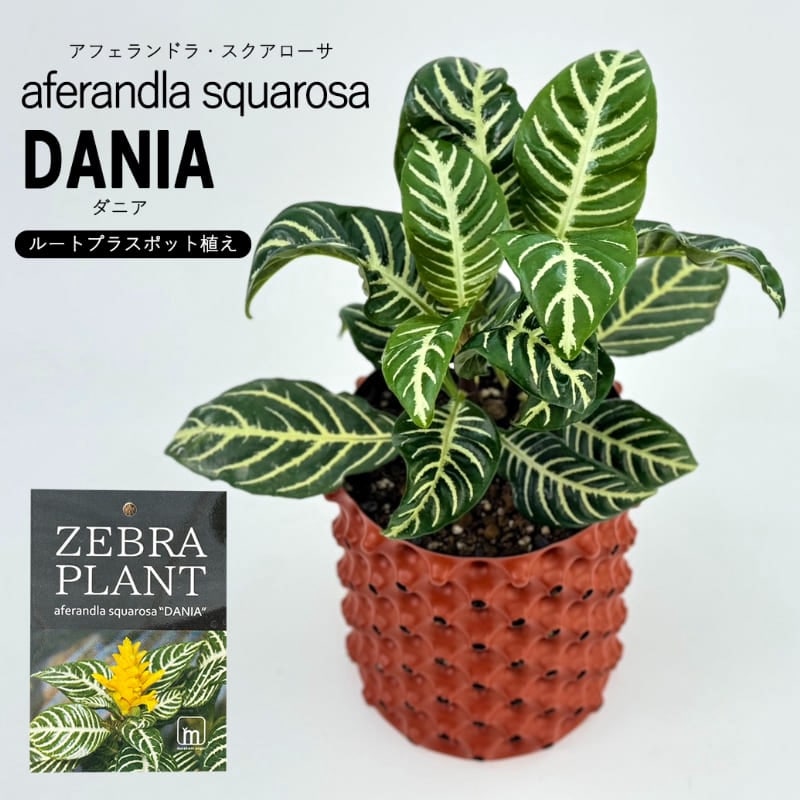 アフェランドラ・スクアローサ「ダニア」 <br>【ルートプラスポット植込み】<br>（鉢：直径約12cm／茶）