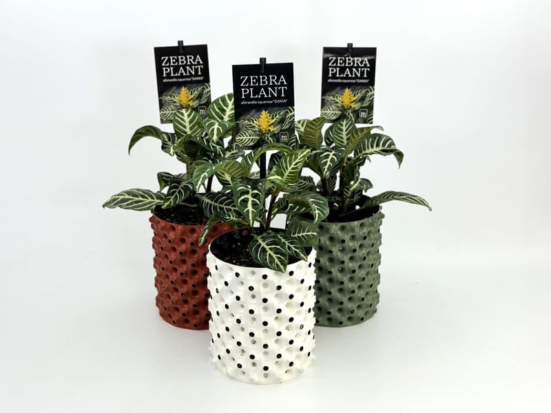 観葉植物A アフェランドラ・スクアローサ「ダニア」 ルートプラスポット植込み 緑