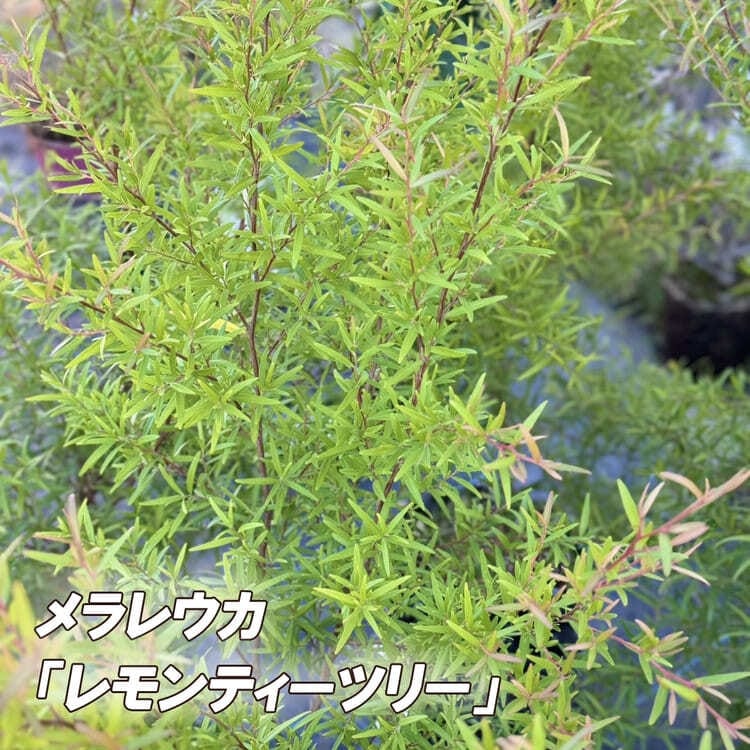 メラレウカ<br>「レモンティーツリー」 <br>【ルートプラスポット植込み】<br>鉢：直径約20cm