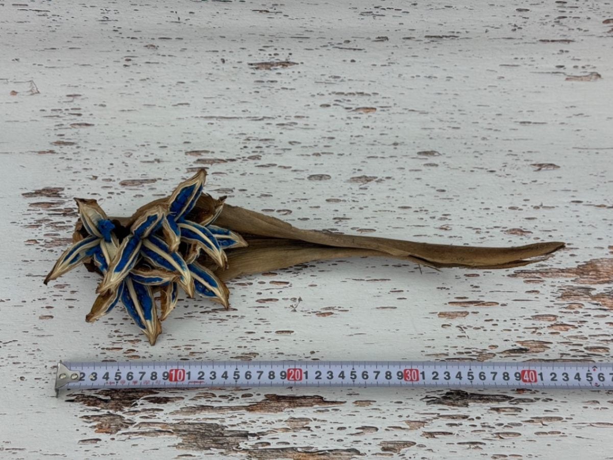 希少 旅人の木 タビビトノキ タネ 種 Mサイズ 苗 園芸 花 通販 greenery