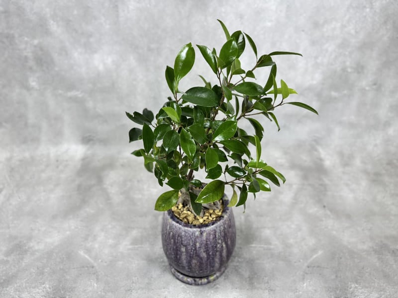 ガジュマル 陶器鉢 直径15cm 現品販売 観葉植物 通販 greenery