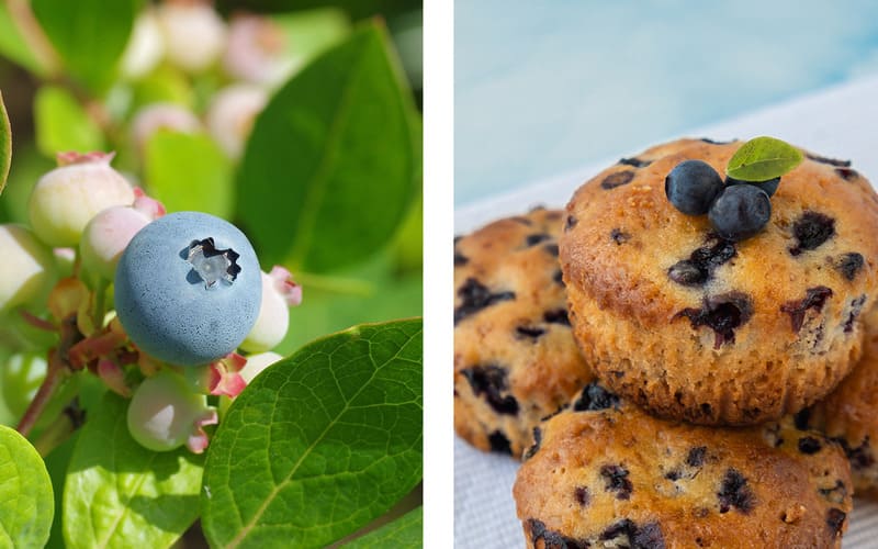 ブルーベリー<br>「クーパー」<br>5号ポット<br>【サザンハイブッシュ系】