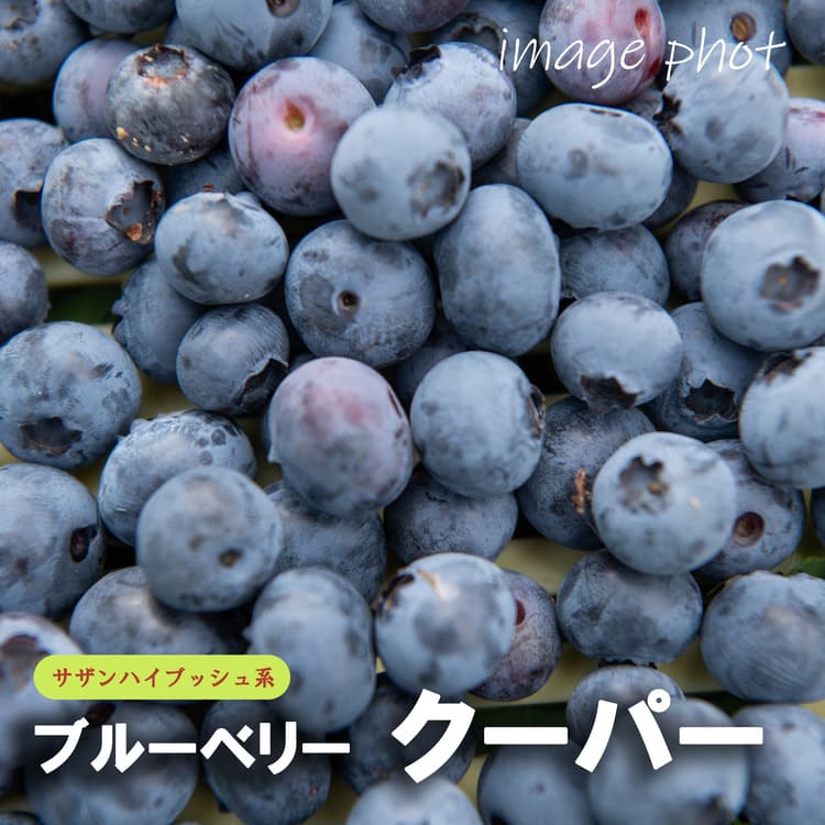 ブルーベリー<br>「クーパー」<br>5号ポット<br>【サザンハイブッシュ系】