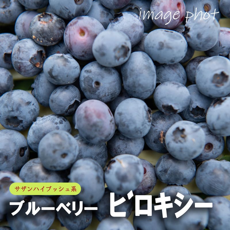ブルーベリー<br>「ビロキシー」<br>5号ポット<br>【サザンハイブッシュ系】