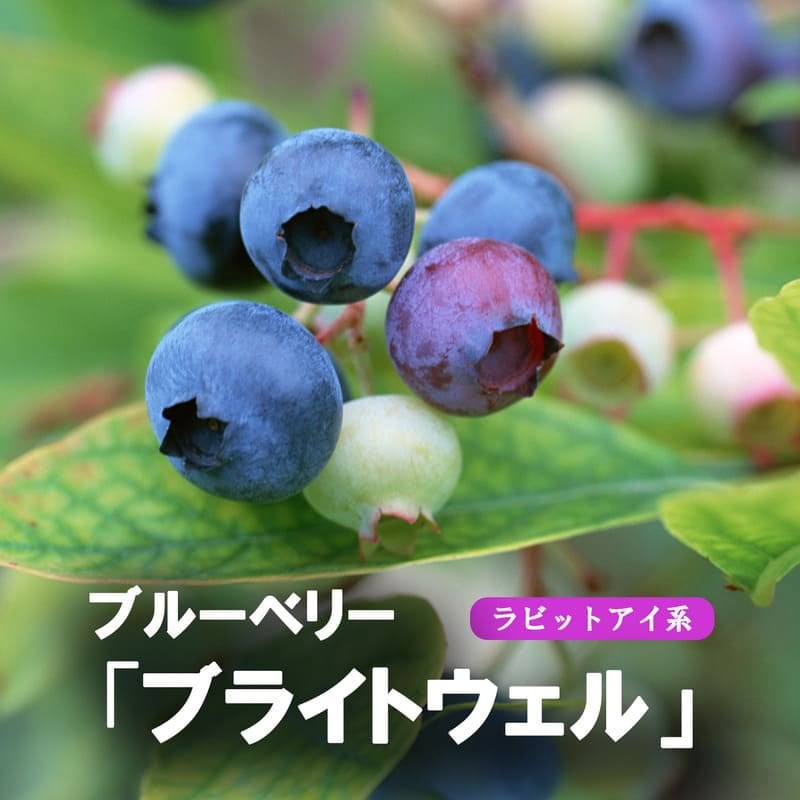 ブルーベリー<br>「ブライトウェル」<br>5号ポット<br>【ラビットアイ系】