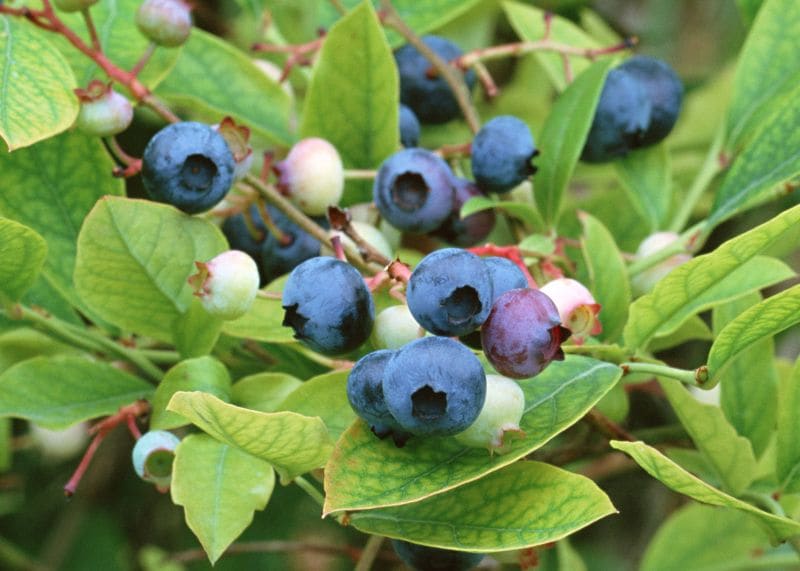 ブルーベリー　ブライトウェル　９年生苗木 ブルーベリー 「ブライトウェル」ラビットアイ 果樹 苗 苗木 通販 greenery