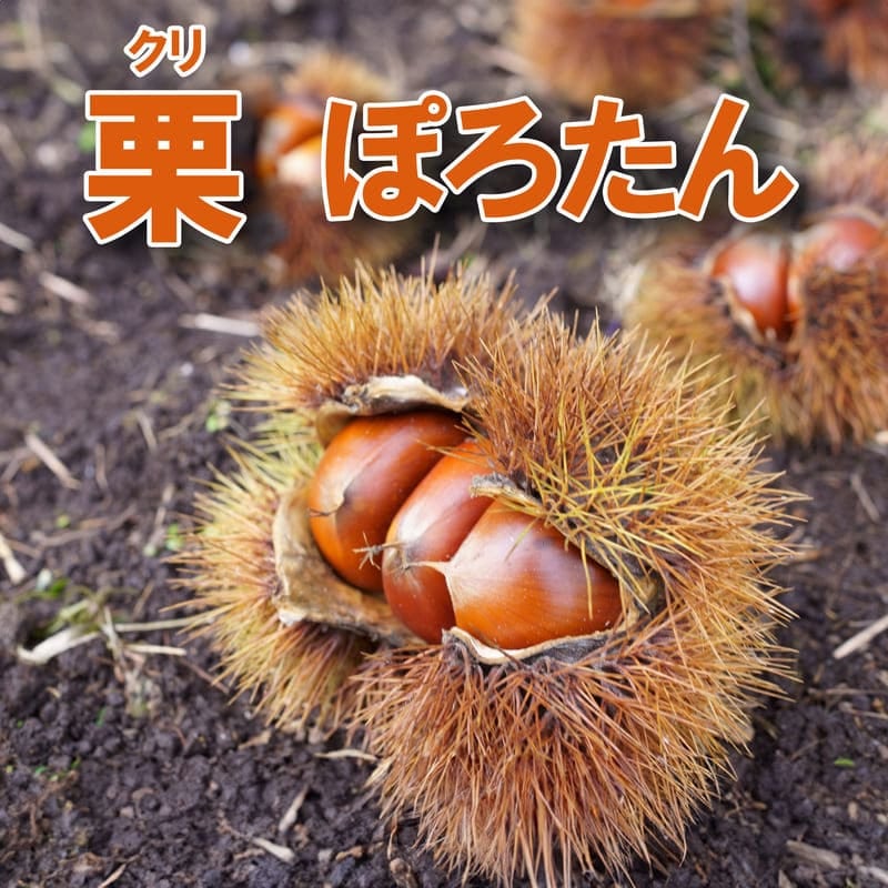 栗<br>「ぽろたん」<br>5号ポット<br>【登録品種】<br>【品種登録番号：15658】