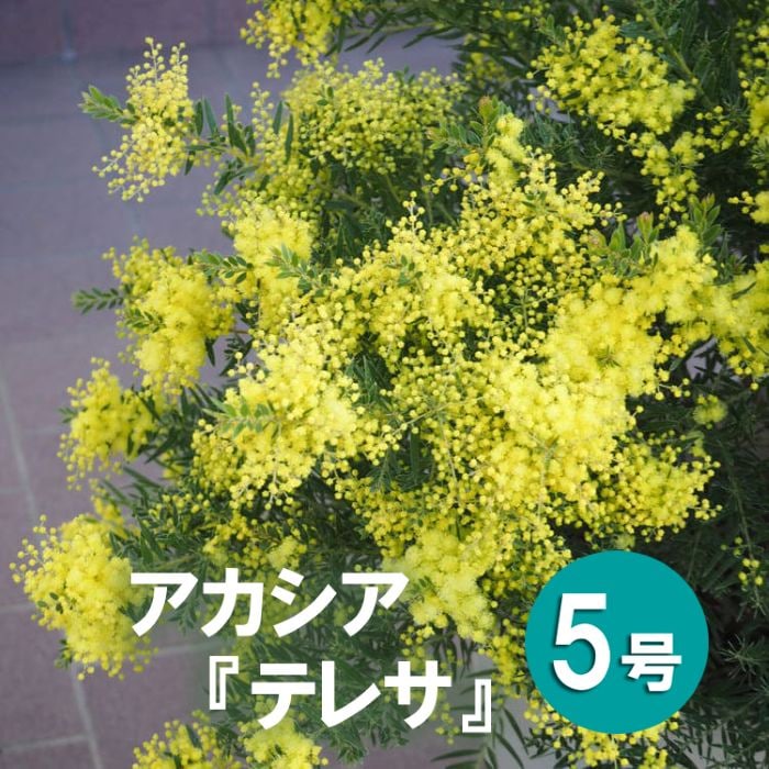 アカシア「テレサ」<br>5号硬質鉢