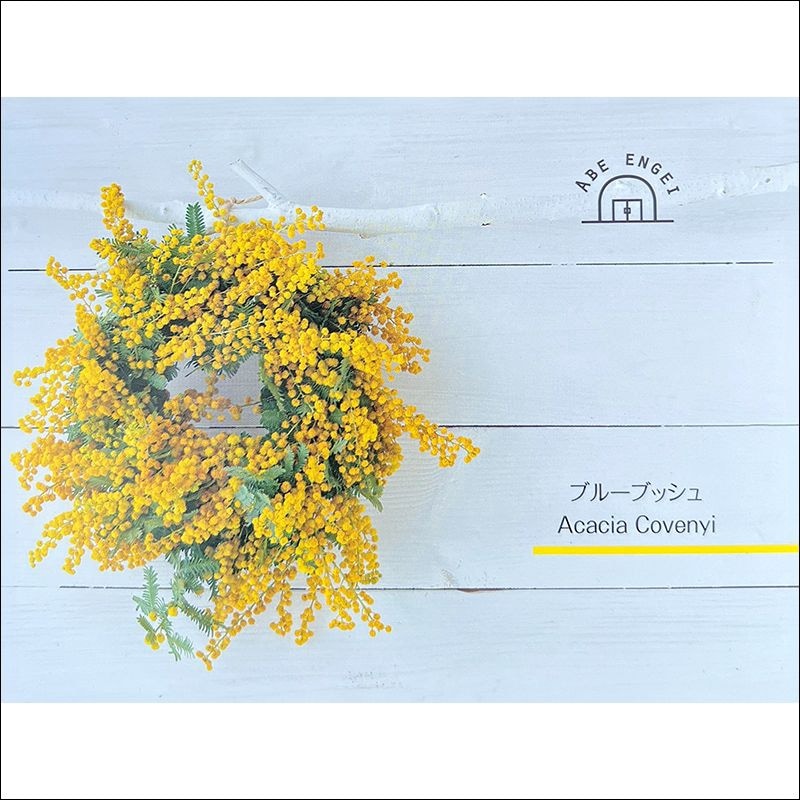 アカシア<br>「ブルーブッシュ」<br>鉢直径:約18cm