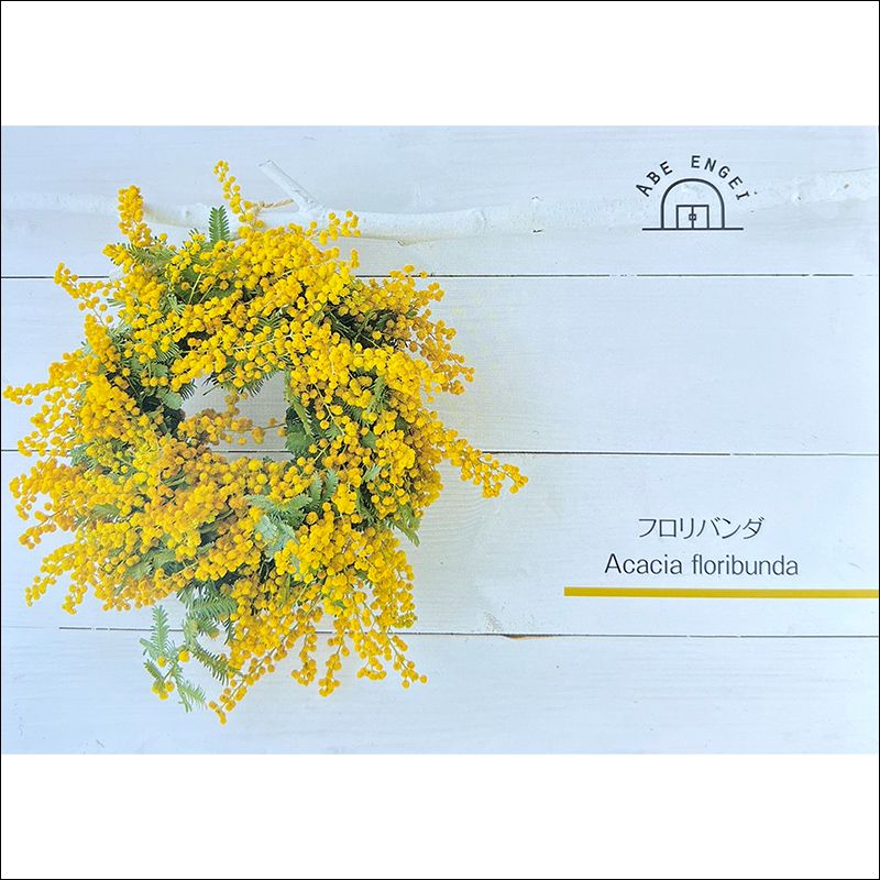現品］ビッグサイズ！！ アカシア フロリバンダ 8号 観葉植物 レア 
