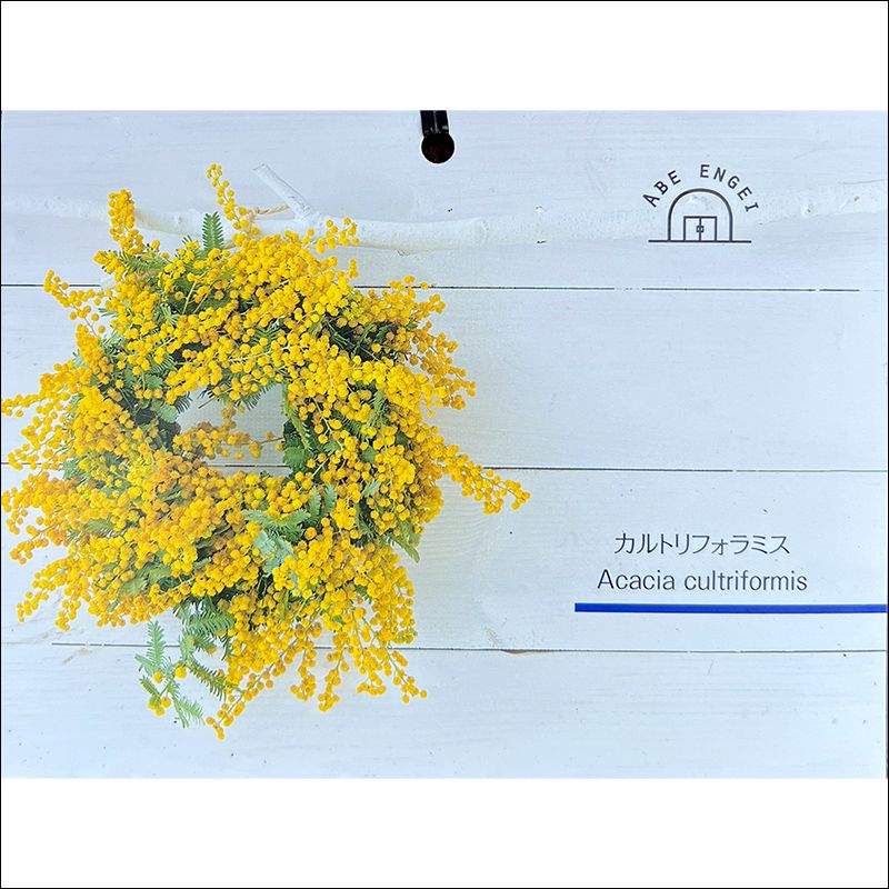 アカシア<br>「カルトリフォラミス」<br>鉢直径：約18cm