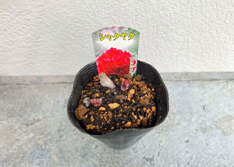 シャクヤク 芍薬 12cmポット 苗 園芸 ガーデニング 通販 greenery
