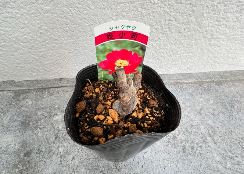 山芍薬　赤花　鉢ごと発送 園芸ネット本店｜ヤマシャクヤク（山芍薬） ：炎（紅花）5号ポット の