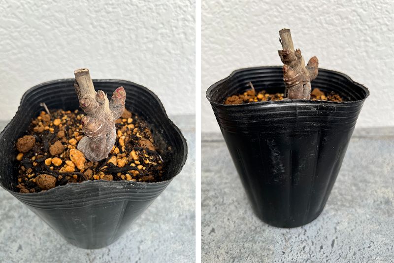 シャクヤク 芍薬 12cmポット 苗 園芸 ガーデニング 通販 greenery