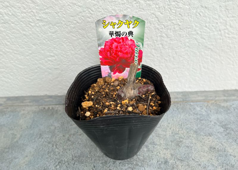 シャクヤク 芍薬 華燭の典 12cmポット 苗 園芸 ガーデニング 通販 greenery