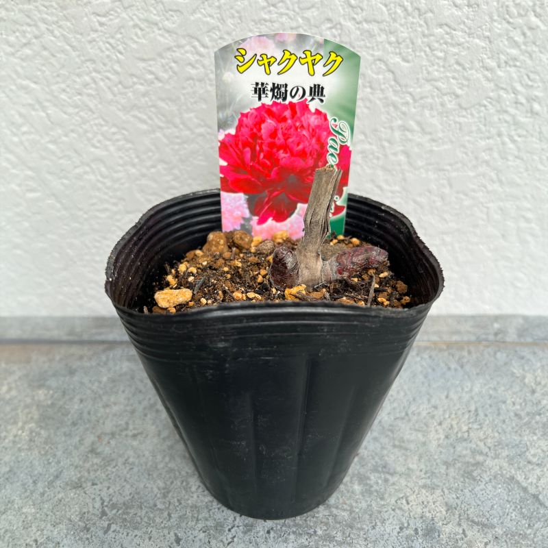 シャクヤク 芍薬 12cmポット 苗 園芸 ガーデニング 通販 greenery