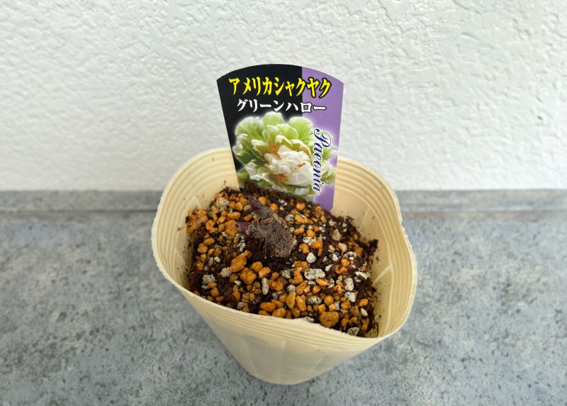 シャクヤク 芍薬グリーンハロー 12cmポット 苗 園芸