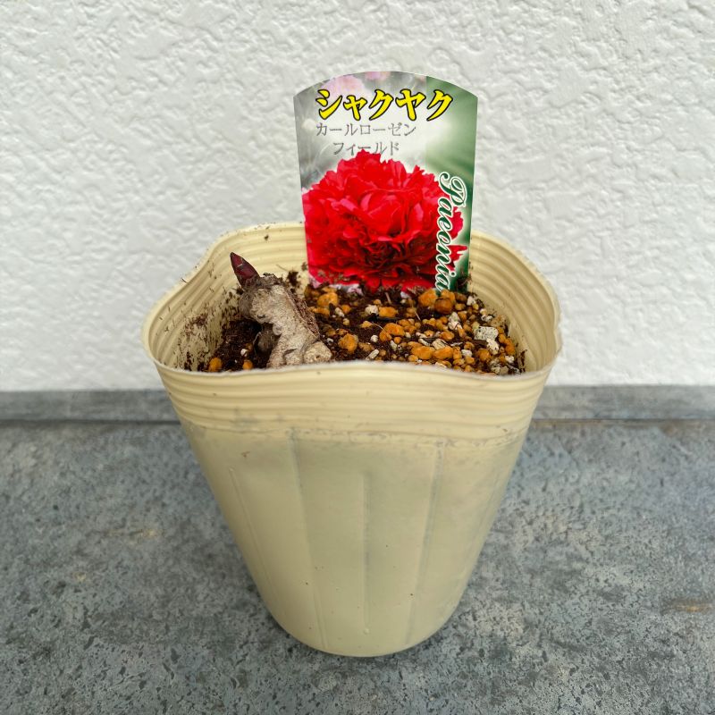 シャクヤク 芍薬 カールローゼンフィールド 12cmポット 苗 園芸
