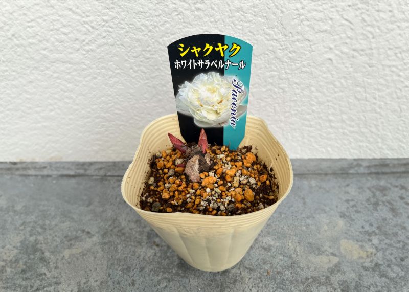 シャクヤク 芍薬 ホワイトサラベルナール 12cmポット 苗 園芸