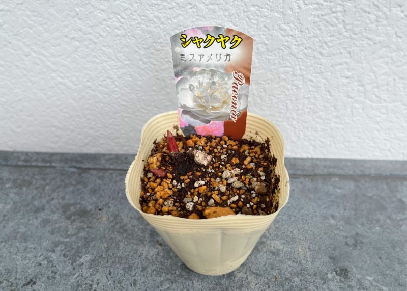 シャクヤク 芍薬 ミスアメリカ 12cmポット 苗 園芸 ガーデニング 通販