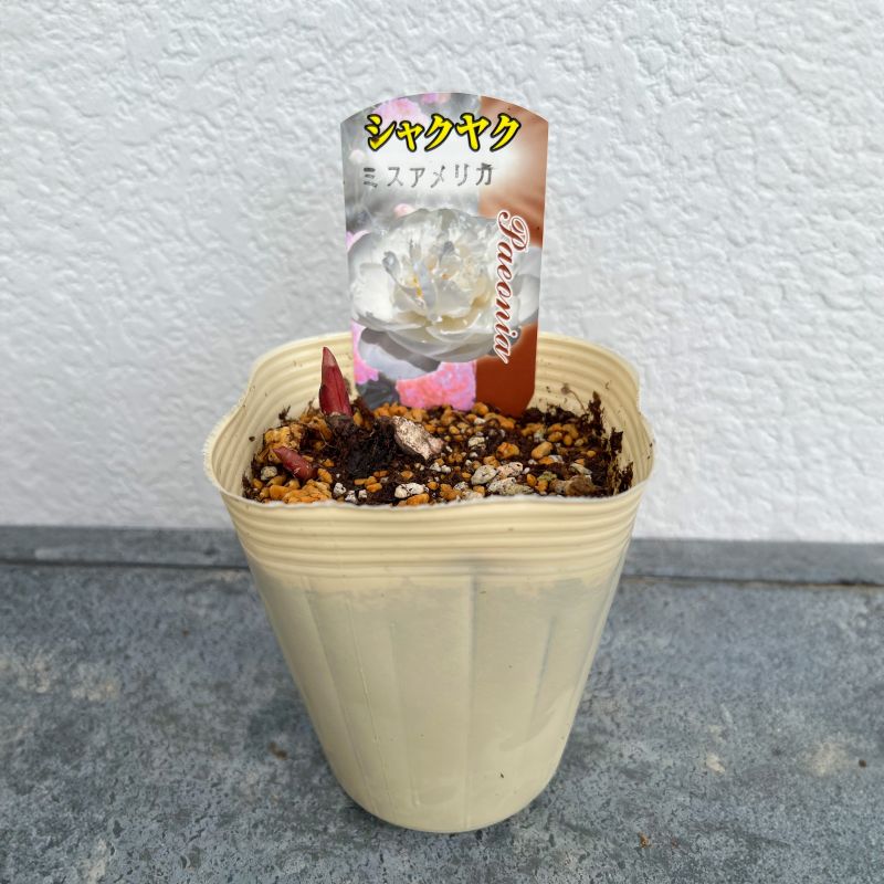 シャクヤク 芍薬 ミスアメリカ 12cmポット 苗 園芸 ガーデニング 通販