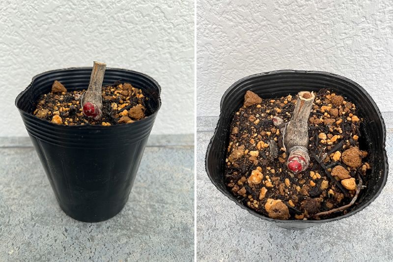 シャクヤク 芍薬 波の華 12cmポット 苗 園芸 ガーデニング 通販 greenery