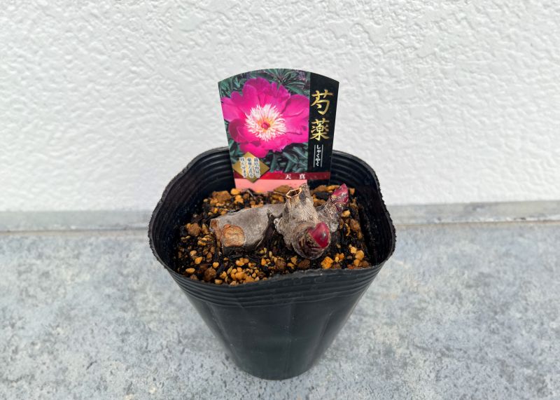 シャクヤク 芍薬 天真 12cmポット 苗 園芸 ガーデニング 通販 greenery
