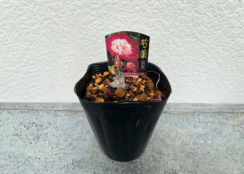 シャクヤク 芍薬 ホワイトキャップ 12cmポット 苗 園芸
