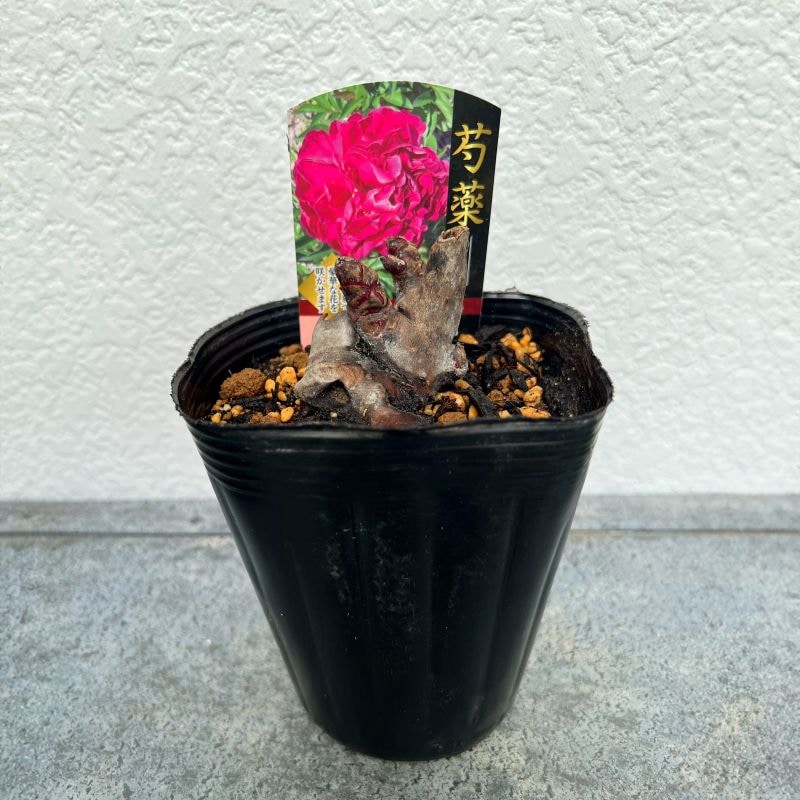 シャクヤク(芍薬)<br>「インスペクター」<br>12cmポット苗
