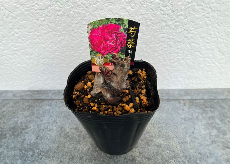 シャクヤク 芍薬 インスペクター 12cmポット 苗 園芸 ガーデニング