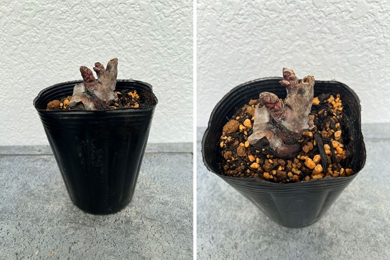 シャクヤク 芍薬 インスペクター 12cmポット 苗 園芸 ガーデニング